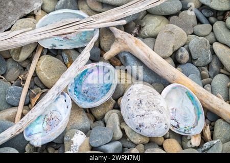 Sticks and stones and shells lying on beach washed up. Stock Photo