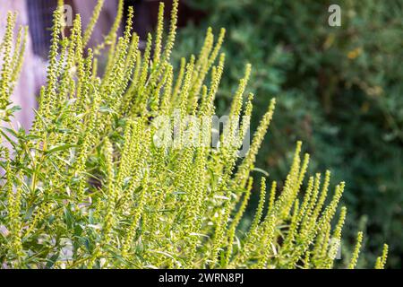 Flowering ragweed (Ambrosia artemisiifolia) plant growing outside, a common allergen Stock Photo