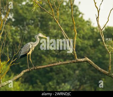 A Grey Heron (Ardea cinerea) perching on a branch Stock Photo