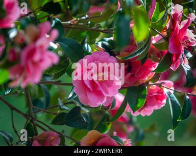 Pink Camellia bush in full bloom in a UK garden in Spring Stock Photo