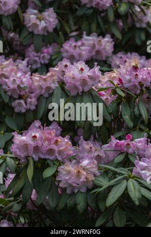 Vibrant rhododendron flowers in full bloom Stock Photo