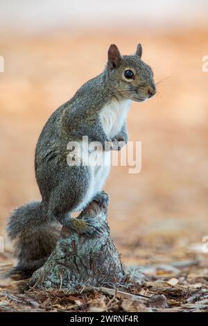Eastern Gray Squirrel (Sciurus carolinensis) on the lookout, Lake Parker Park, Florida USA Stock Photo