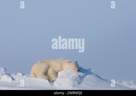 polar bear, Ursus maritimus, adult sleeps on a snow bank along the arctic coast in wintertime, Alaska Stock Photo