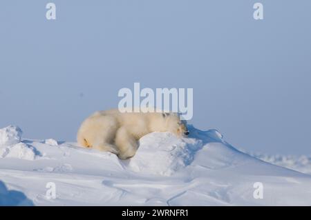 polar bear, Ursus maritimus, adult sleeps on a snow bank along the arctic coast in wintertime, Alaska Stock Photo