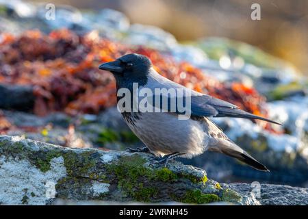 Hooded Crow (Corvus cornix) on a beach Isle of Mull, Scottish Islands, Scotland. Stock Photo