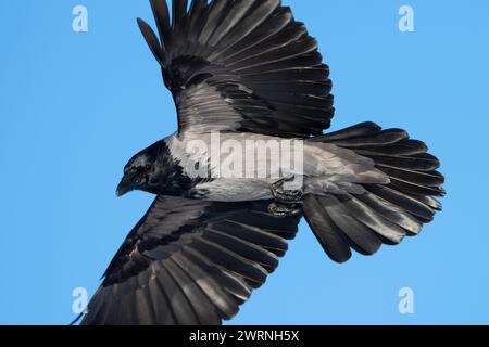 Hooded Crow (Corvus cornix) in flight Isle of Mull, Scotland. Stock Photo