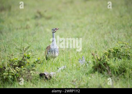 White-bellied bustard (Eupodotis senegalensis), adult male. The species is also known as the white-bellied korhaan. Stock Photo