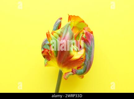 Parrot tulip flower of the Rococo variety is orange with green stripes. Corrugated tulip petals on yellow background. Stock Photo
