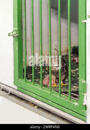 Bird of prey in its dirty cage looking out from inside the bars. Stock Photo