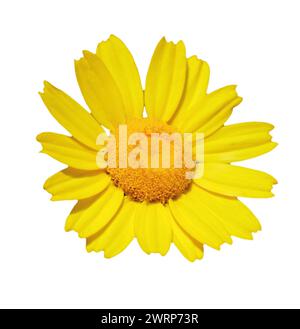 Spring flower, a solitary yellow daisy - Glebionis coronaria or Corn Marigold - Coleostephus myconis isolated on a white background. Selective focus Stock Photo