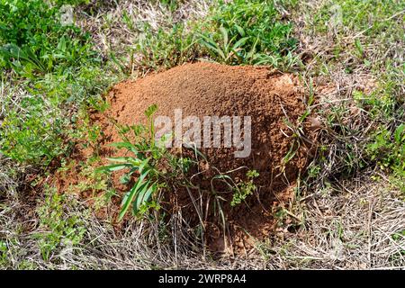 Fire ant, a red ant species, Solenopsis, hill or mound hiding the ant colony and nest in Alabama, USA. Stock Photo