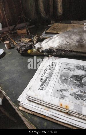 Antarctica, Ross Sea, Ross Island, Cape Evans. Scott's Hut, used during the Terra Nova Expedition (1910-1913) Captain Scott's desk. Stock Photo