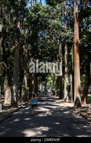 Trunks of tall trees and a street lamp in a city park on an autumn ...