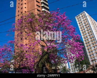 Pink trumpet or tatebuia in full bloom in Brazil. Pink Ipe Stock Photo