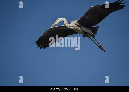 A grey heron in flight with blue sky background. Stock Photo
