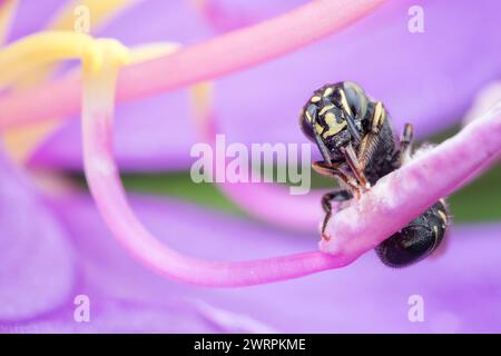 Small carpenter bee on flower Stock Photo