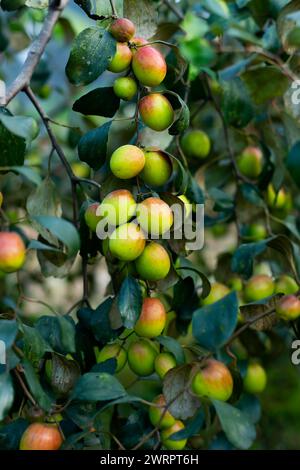 Ber or jujube, Indian plum, also known as jujube or apple ber is a sweet, slightly tart fruit. Fruits, seeds and leaves of the jujube plants are value Stock Photo