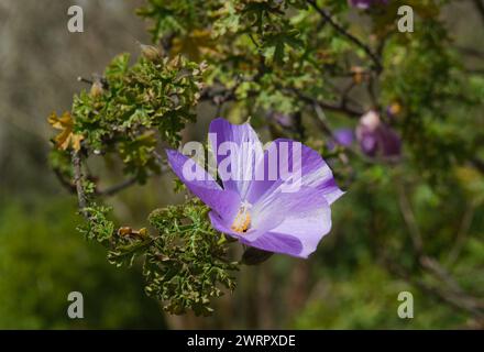 Beautiful blue/purple periwinkle blossom glowing in the afternoon sun. Spring has sprung, garden is full of color and life. Stock Photo