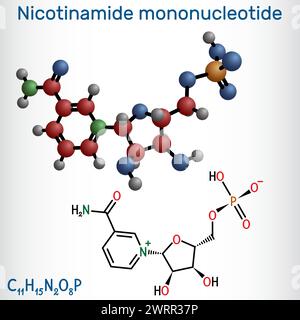 Nicotinamide mononucleotide, NMN molecule. It is naturally anti-aging metabolite, precursor of NAD+. Structural chemical formula, molecule model. Vect Stock Vector