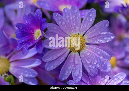 Florist's Cineraria flowers blooming and covered with rain drops. Stock Photo
