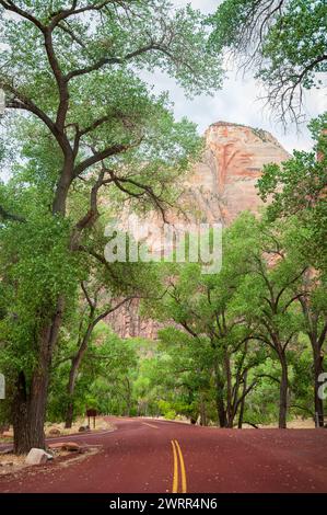 A road with a yellow center line passes beneath tall green cottonwoods, with a sunlit pale cliff seen through the leaves at Zion National Park, Utah. Stock Photo