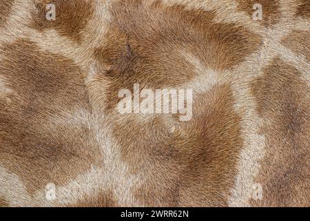 Closeup giraffe life skin background Stock Photo