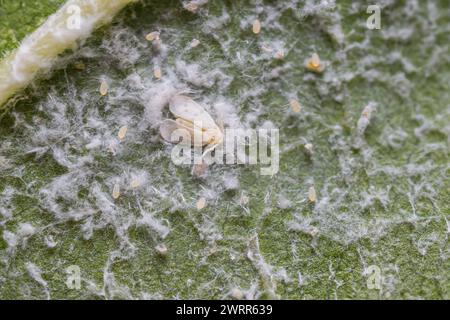 Whitefly (plant pest) with eggs on underside of mulberry leaves Stock Photo