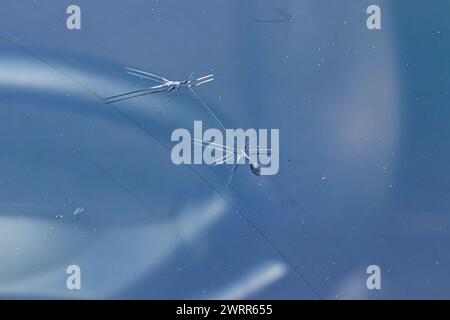 Crack windshield from stone, broken car glass Stock Photo