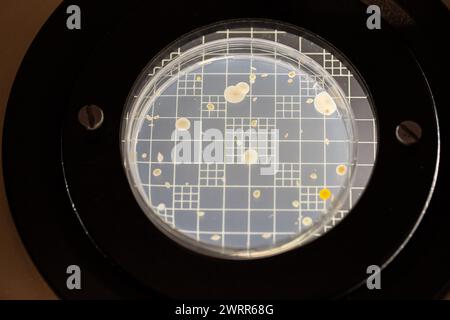 A petri dish displaying the growth of bacterial colonies in a laboratory environment, useful for scientific and medical research Stock Photo