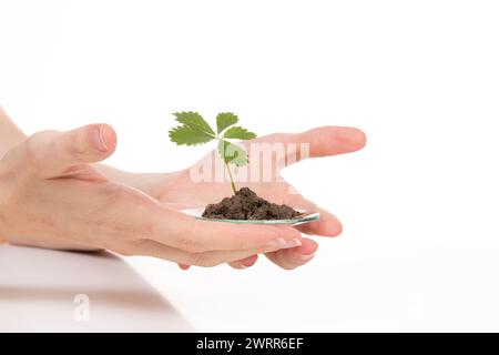 Hands carefully holding a glass slide with soil and a young plant, representing biotechnology research and cellular study in plant science against a w Stock Photo
