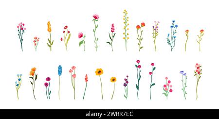 Set delicate flowers and stems. Collection of beautiful wild herbs and herbaceous flowering plants. Blooming flowers, shrubs and subshrubs isolated on white background. Hand drawn detailed botanical vector illustration... Stock Vector