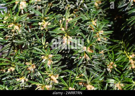 Close up of foliage and flowers of an evergreen Irish Yew Tree (Taxus baccata 'Fastigiata') in a garden in the Dutch village of Bergen. Netherlands, Stock Photo