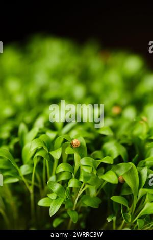 Closeup view of leaves of sprouted coriander seeds, photo with shallow depth of field Stock Photo