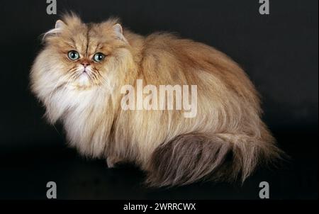 Persian Golden Chinchilla in Studio on a Black Background Stock Photo