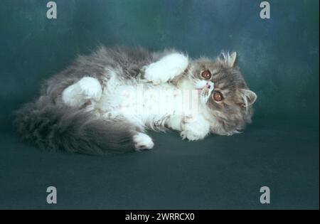Persian Blue and White KItten Playing in the Studio on a Dark Background Stock Photo