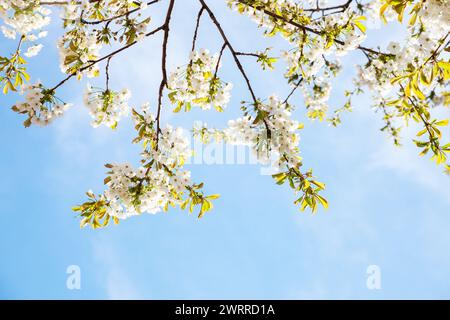 Branches with white Sweet Cherry flowers against a blue sky Stock Photo