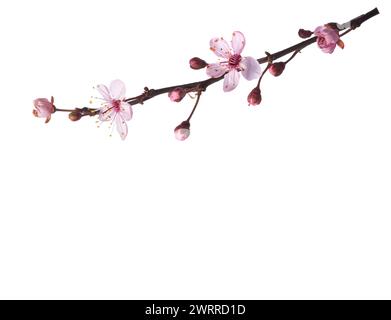 Small branch with light pink flowers of Sakura  isolated on white background. Stock Photo