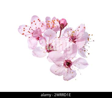 Light pink flowers of Sakura isolated on white background Stock Photo ...