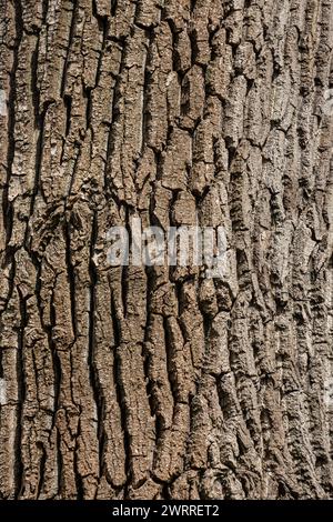 Old Wood Tree Texture Background Pattern. Stock Photo