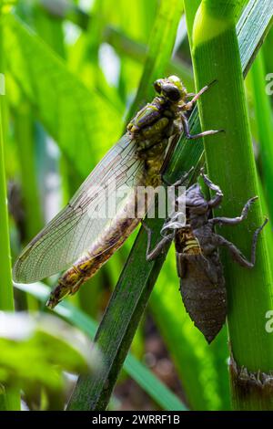 Larval dragonfly grey shell. Nymphal exuvia of Gomphus vulgatissimus. White filaments hanging out of exuvia are linings of tracheae. Exuviae, dried ou Stock Photo