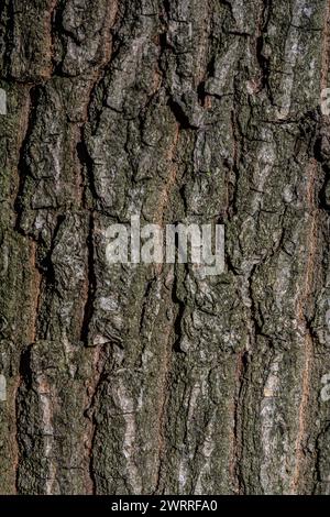 Old Wood Tree Texture Background Pattern. Stock Photo