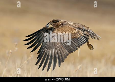 White-tailed Eagle / Sea Eagle ( Haliaeetus albicilla), immature, subadult, young bird of prey in powerful flight over wet land, wildlife, Europe. Stock Photo