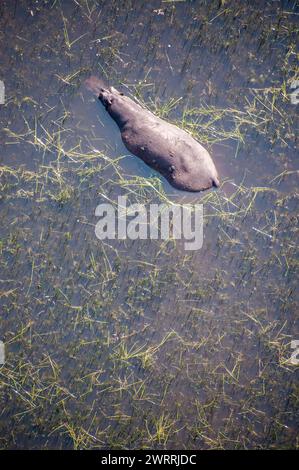 Aerial Telephoto shot of an hippopotamus that is partically submerged in the Okavango Delta Wetlands in Botswana. Stock Photo