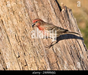 A House Finch male feeding on sunflower seed in Dover, Tennessee Stock Photo
