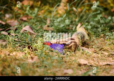 Charming little chipmunk looking for leftovers in candy bar wrapper against green vegetation backdrop in Indian park, symbolizing resilient spirit of Stock Photo