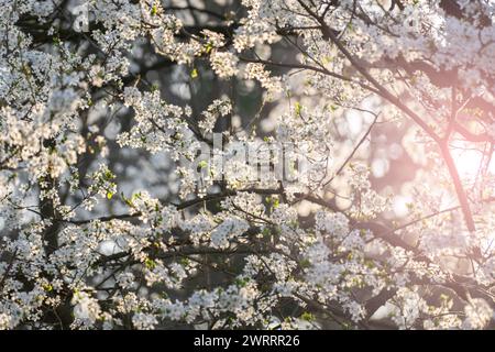 Background of blooming cherry branches in the sunlight... Stock Photo