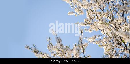 Blooming spring branches on the background of blue sky Stock Photo