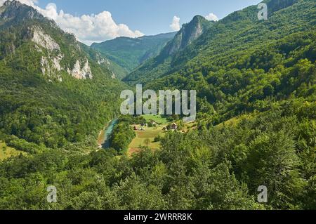 Canyon and Tara river. Mountains and forests on the slopes of the mountains. Montenegro. Stock Photo