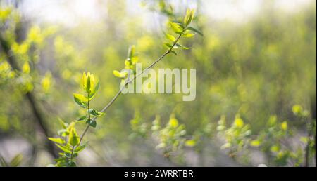 Blurred natural green spring and summer bokeh background.. Stock Photo