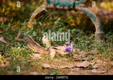 Charming little chipmunk looking for leftovers in candy bar wrapper against green vegetation backdrop in Indian park, symbolizing resilient spirit of Stock Photo